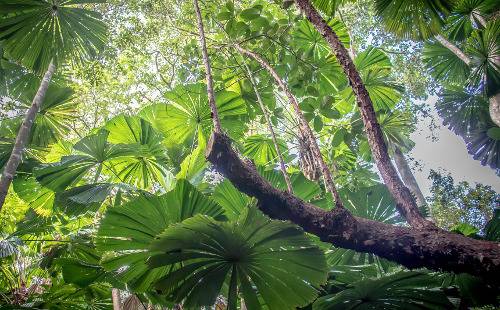 Двухдневное сафари по тропическим лесам Квинсленда