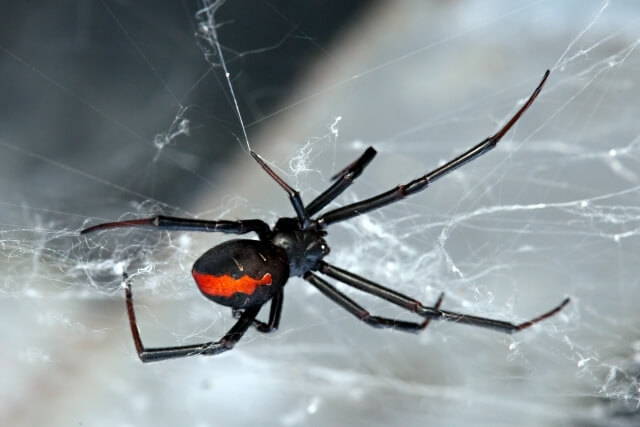 Австралийский паук Рэдбек
