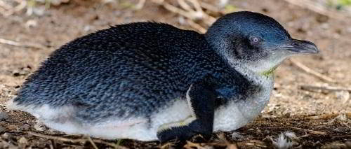Австралийский Пингвин