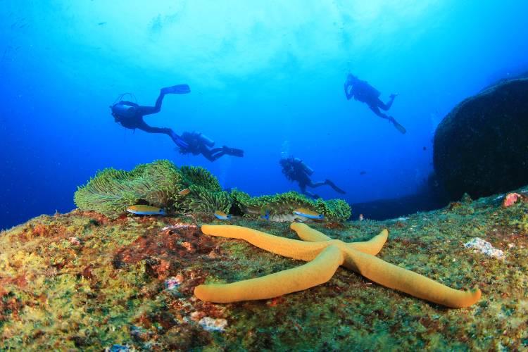 Погружения с аквалангом на Большом Барьерном рифе