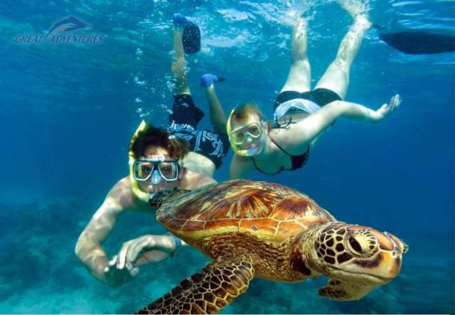 Черепахи в Большом Барьерном рифе