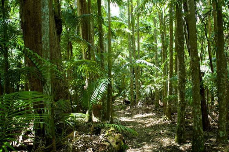 Тропический лес Австралии