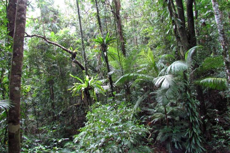 Заросли тропического леса на полуострове Кейп-Йорк Австралия