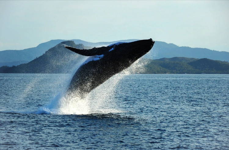 Миграция китов у берегов Австралии