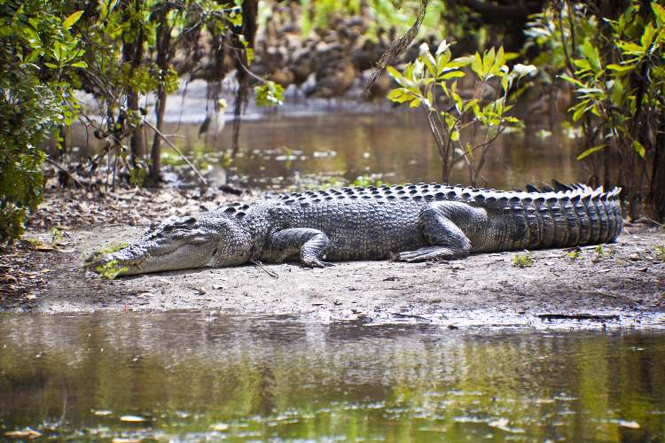 Крокодилы в Австралии