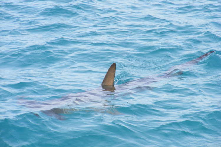 Акулы у берегов Австралии