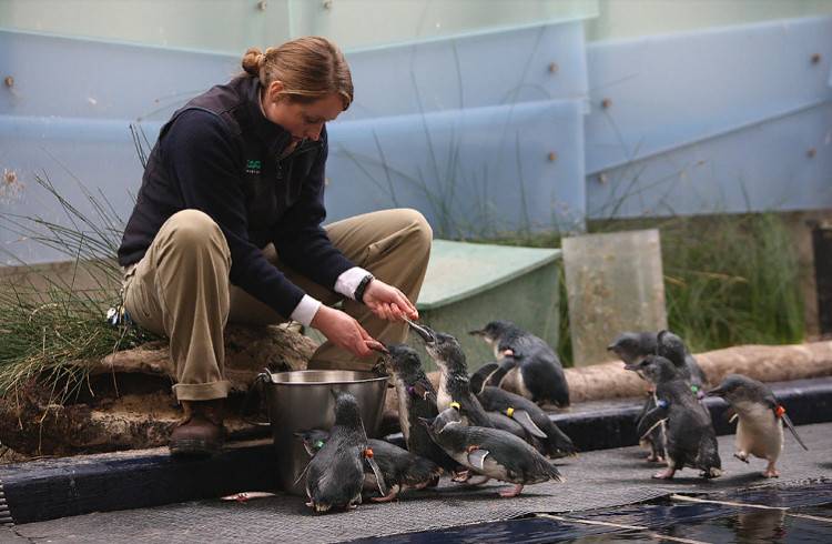 Кормление пингвинов в зоопарке Мельбурна