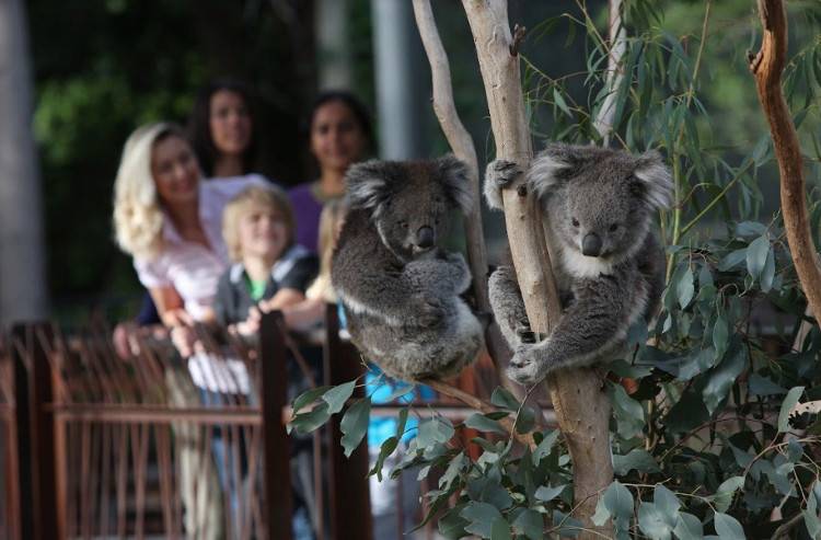 Мишки-коалы на эвкалиптовых ветках