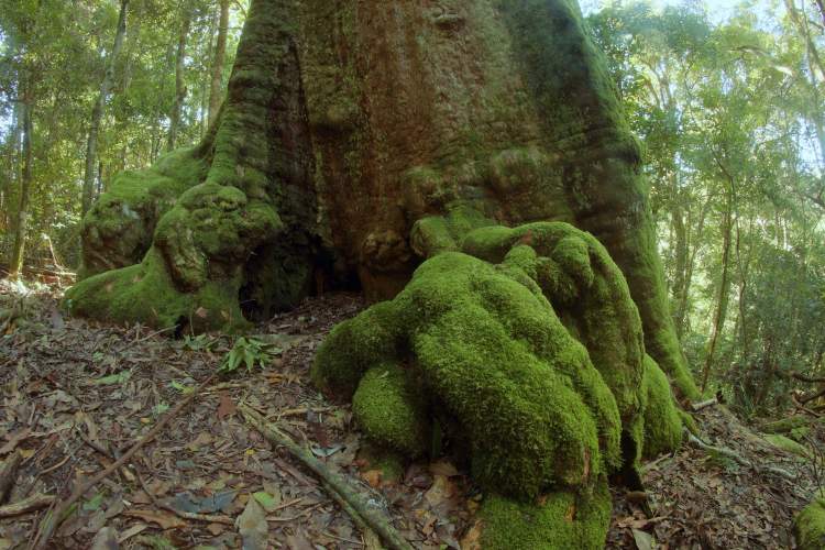 Древний тропический лес Квинсленда