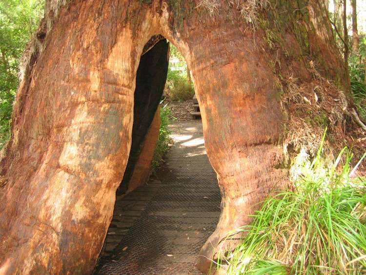Гигантские древние эвкалипты в Австралии