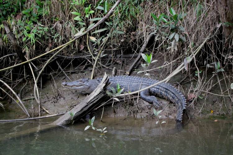 Гребнистый крокодил в мангровых зарослях Квинсленда