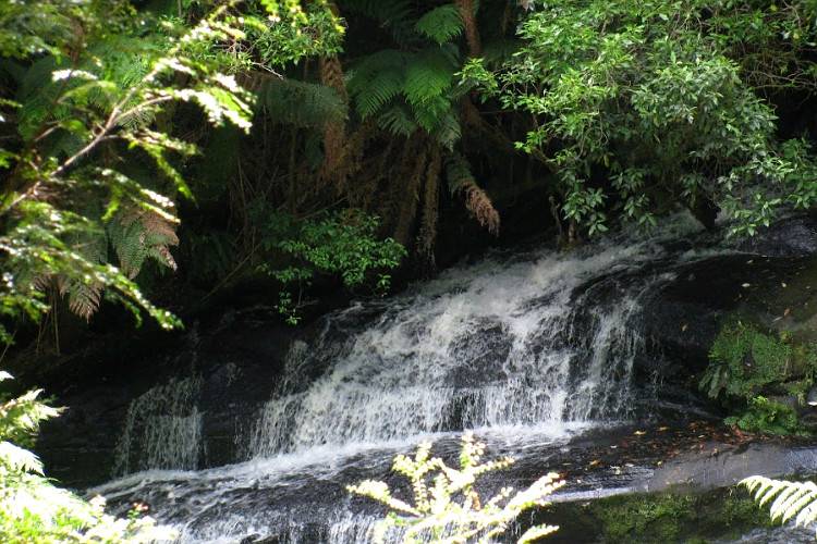 Лес природа водопады Виктории
