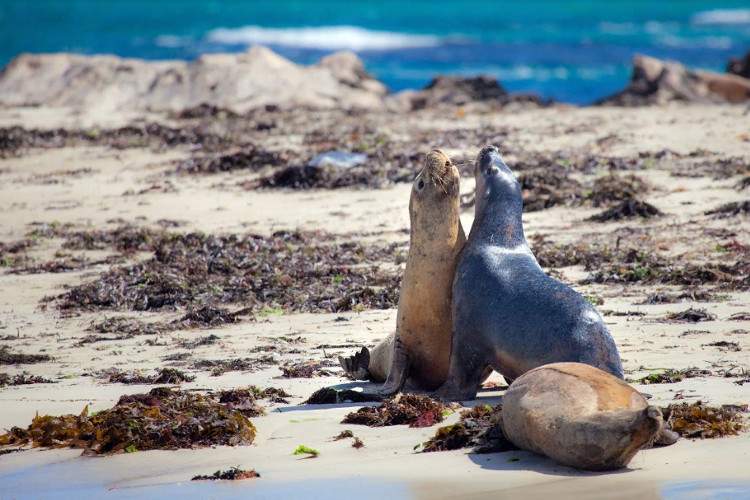 Животные Виктории - тюлени на острове Филлипа