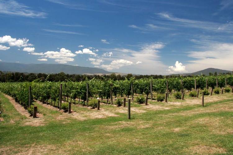 Виноградники штата Виктория, Австралия