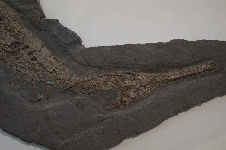Ископаемые останки крокодила в Австралии