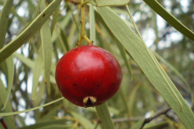десертный квандонг ягода Австралии