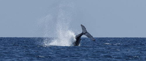 Круиз к дельфинам и китам в бухте Джервис