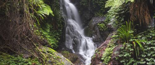 Заповедник Ламингтон – водопады, подвесная тропа и тонкорунные альпака