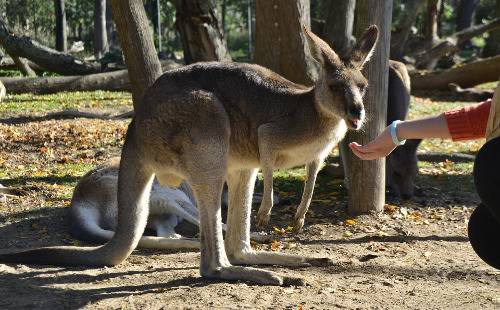 Посещение главного зоопарка Австралии