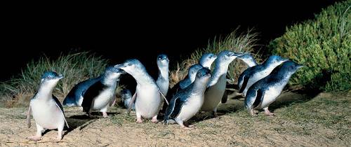 Парад пингвинов. Групповая экскурсия